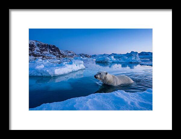Polar Bear Swimming In Arctic Waters