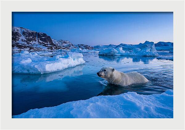 Polar Bear Swimming In Arctic Waters