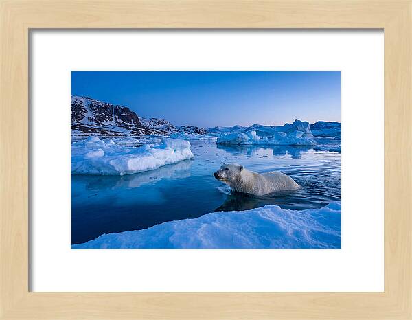 Polar Bear Swimming In Arctic Waters