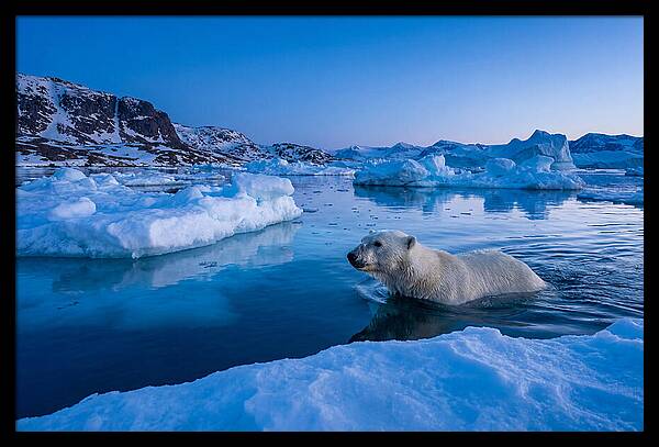 Polar Bear Swimming In Arctic Waters