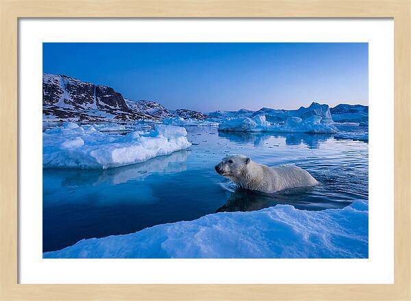 Polar Bear Swimming In Arctic Waters