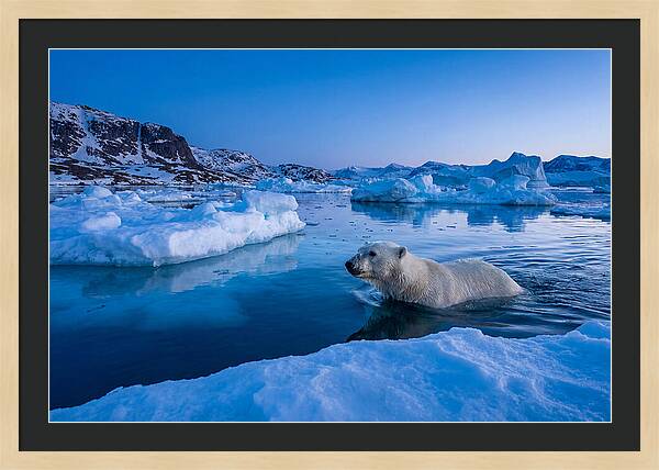 Polar Bear Swimming In Arctic Waters