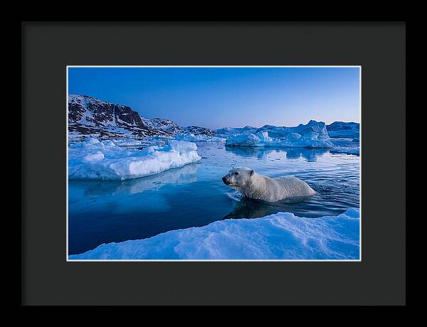 Polar Bear Swimming In Arctic Waters