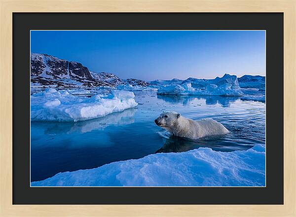 Polar Bear Swimming In Arctic Waters