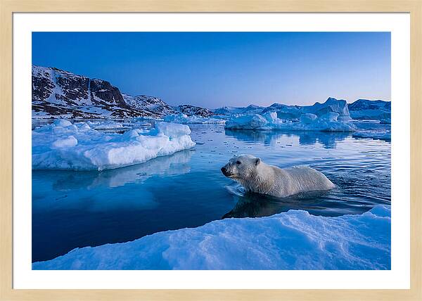 Polar Bear Swimming In Arctic Waters