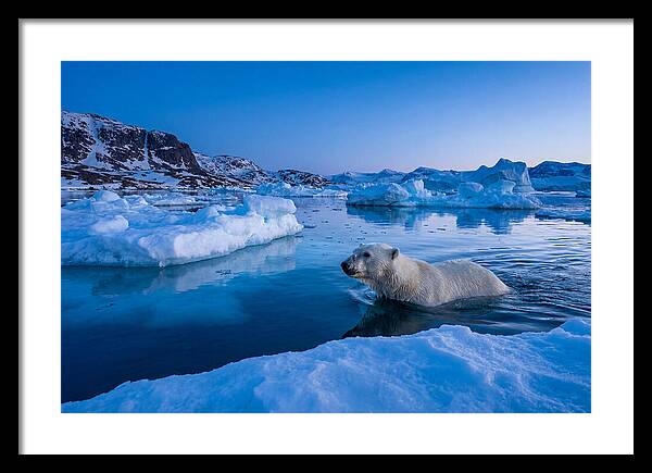 Polar Bear Swimming In Arctic Waters