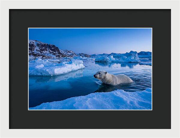 Polar Bear Swimming In Arctic Waters