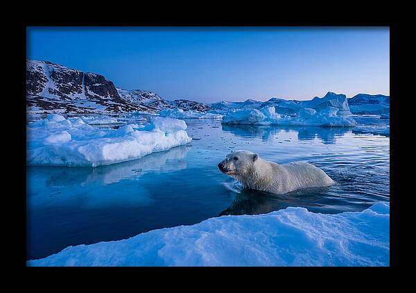 Polar Bear Swimming In Arctic Waters