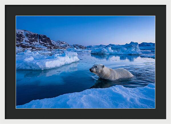 Polar Bear Swimming In Arctic Waters