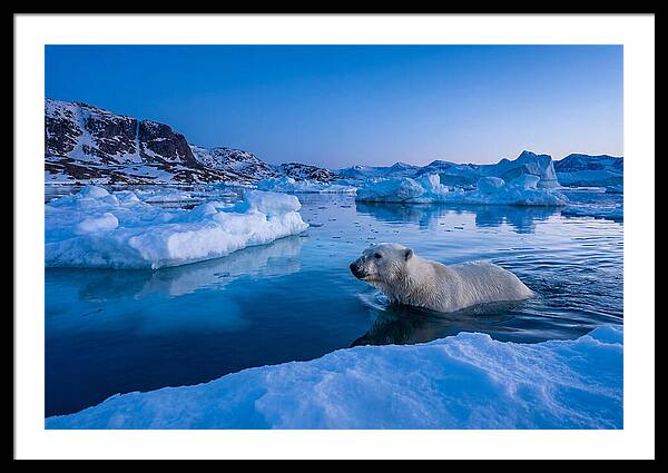 Polar Bear Swimming In Arctic Waters