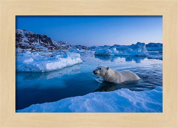 Polar Bear Swimming In Arctic Waters