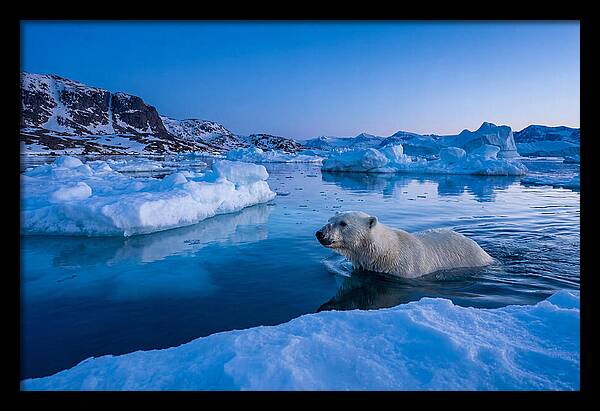 Polar Bear Swimming In Arctic Waters