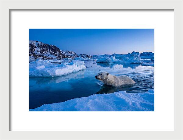 Polar Bear Swimming In Arctic Waters