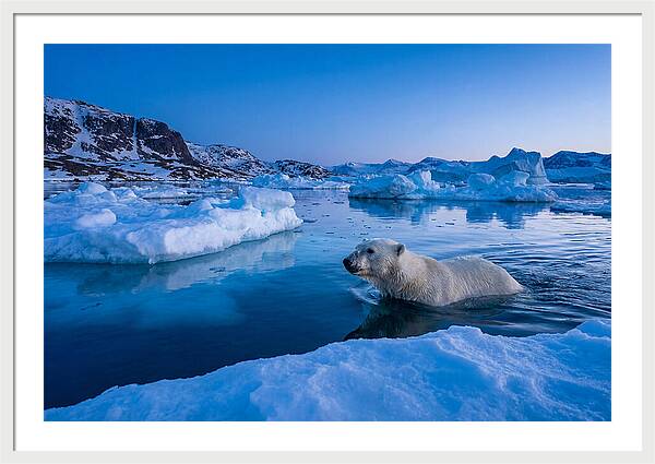 Polar Bear Swimming In Arctic Waters