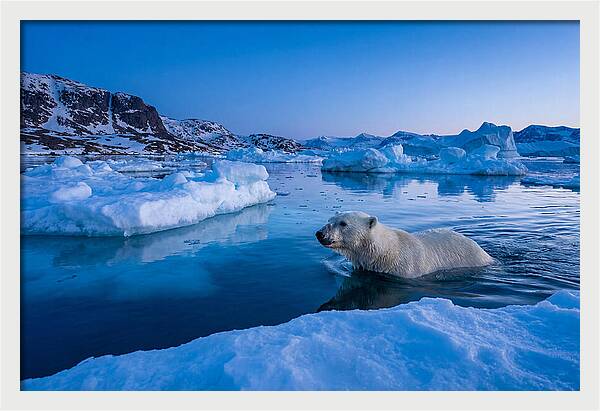 Polar Bear Swimming In Arctic Waters