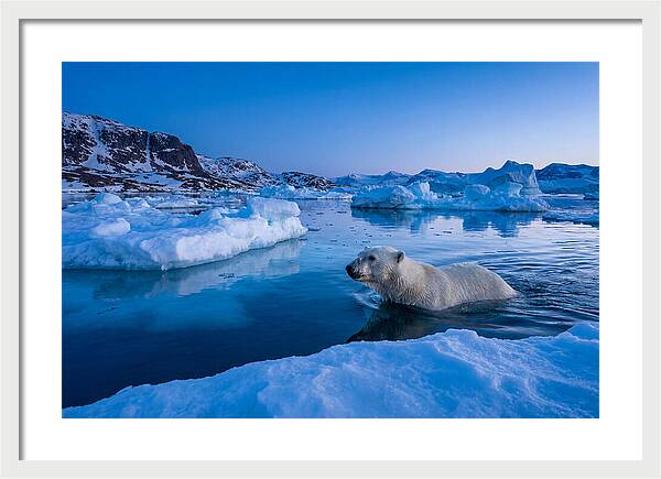 Polar Bear Swimming In Arctic Waters