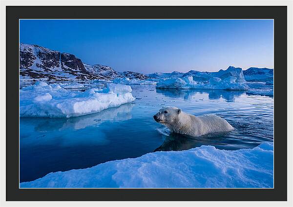 Polar Bear Swimming In Arctic Waters