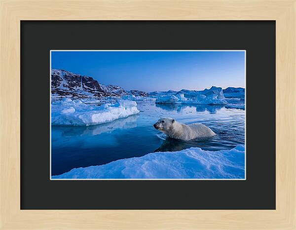 Polar Bear Swimming In Arctic Waters