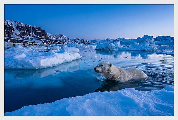 Polar Bear Swimming In Arctic Waters