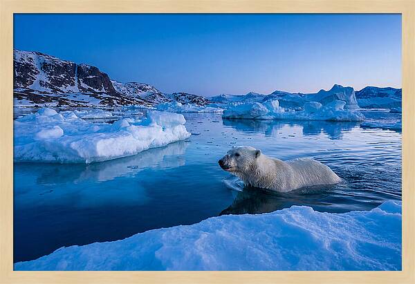 Polar Bear Swimming In Arctic Waters