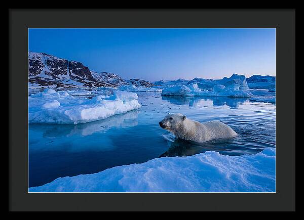 Polar Bear Swimming In Arctic Waters