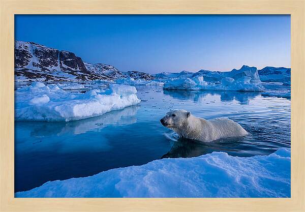 Polar Bear Swimming In Arctic Waters