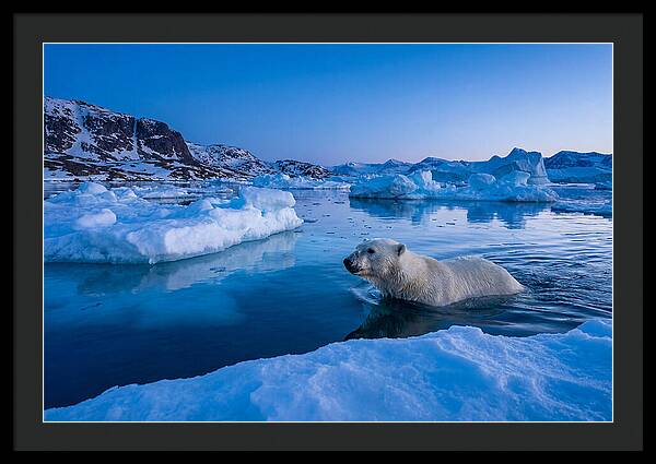Polar Bear Swimming In Arctic Waters
