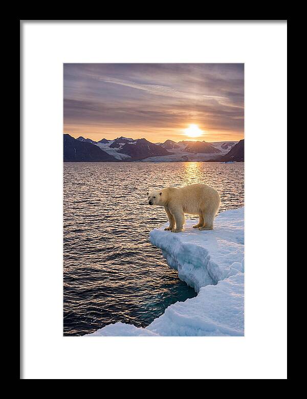 Polar Bear Under Midnight Sun