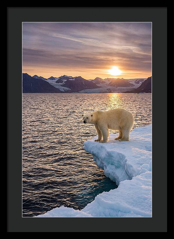 Polar Bear Under Midnight Sun