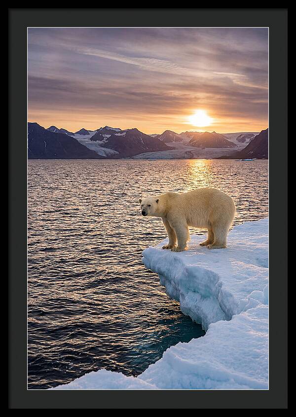 Polar Bear Under Midnight Sun