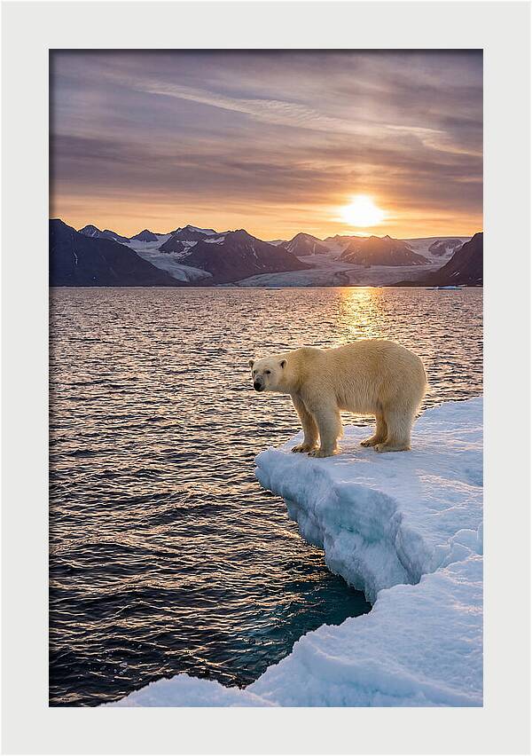 Polar Bear Under Midnight Sun