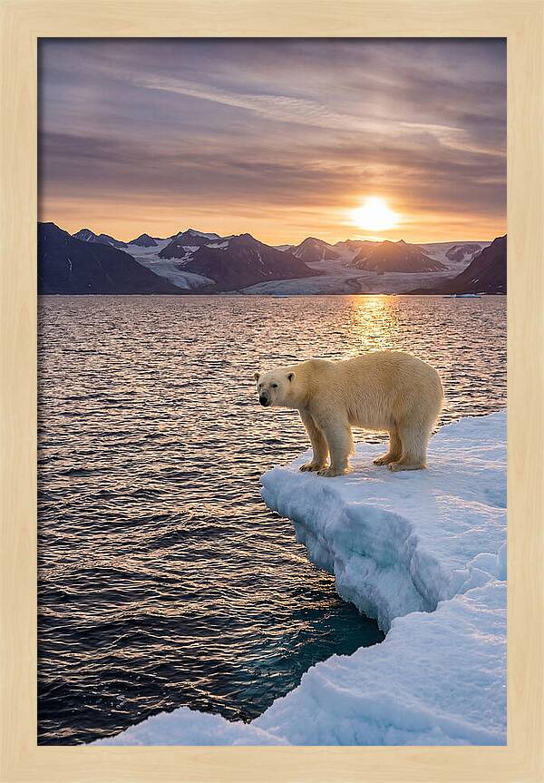 Polar Bear Under Midnight Sun
