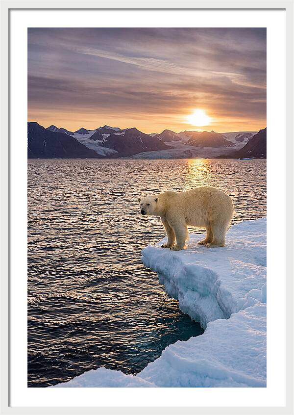 Polar Bear Under Midnight Sun