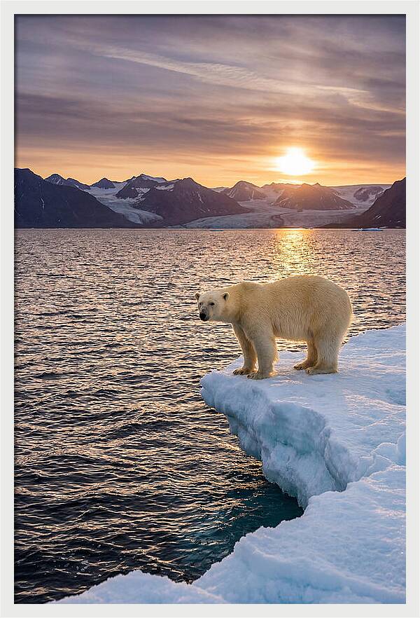 Polar Bear Under Midnight Sun
