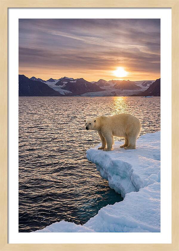 Polar Bear Under Midnight Sun