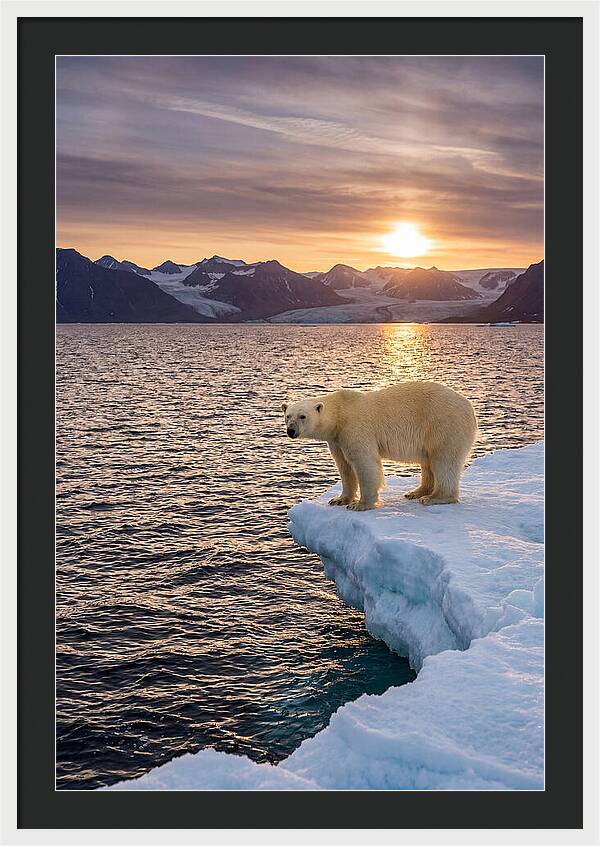 Polar Bear Under Midnight Sun