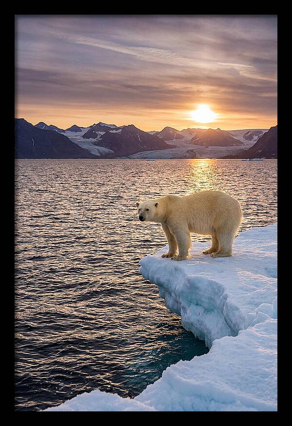 Polar Bear Under Midnight Sun