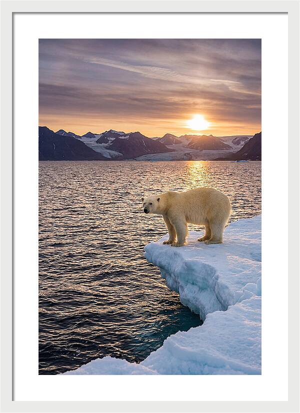 Polar Bear Under Midnight Sun