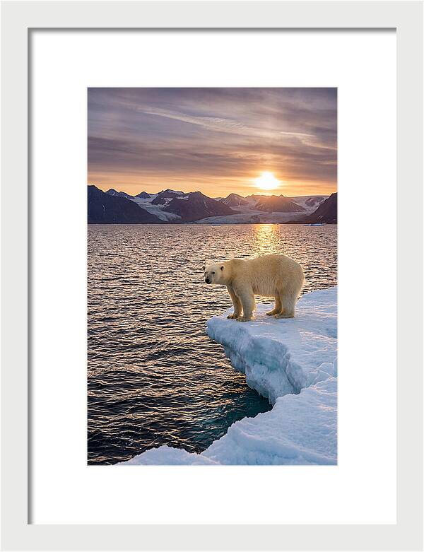 Polar Bear Under Midnight Sun