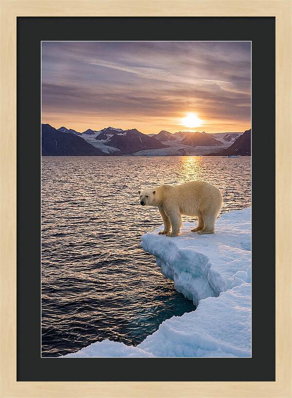 Polar Bear Under Midnight Sun