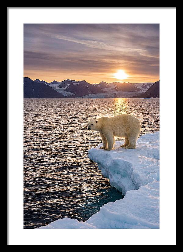 Polar Bear Under Midnight Sun