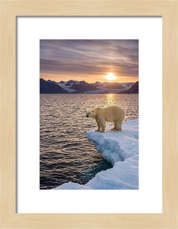 Polar Bear Under Midnight Sun