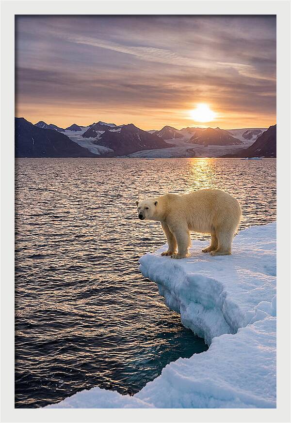 Polar Bear Under Midnight Sun
