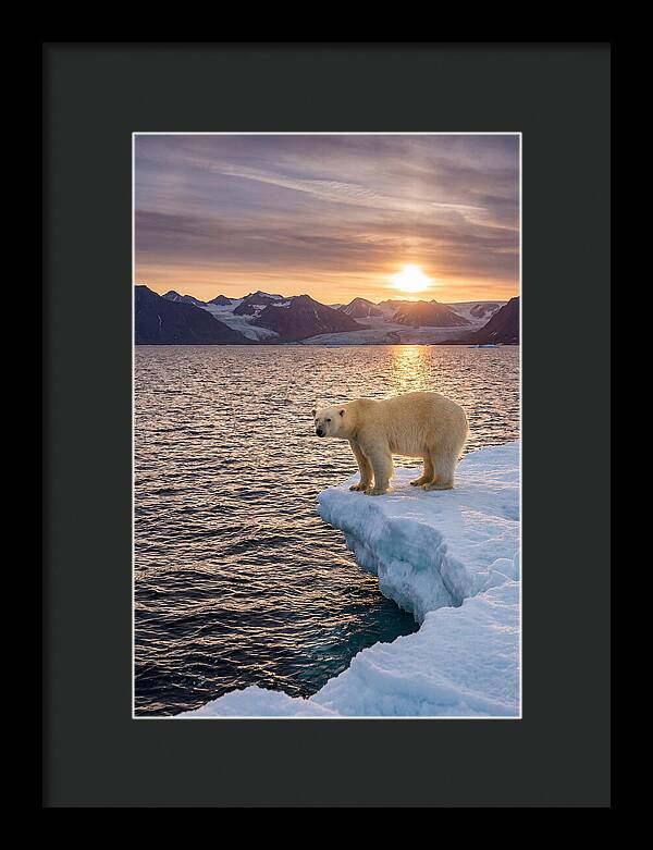 Polar Bear Under Midnight Sun