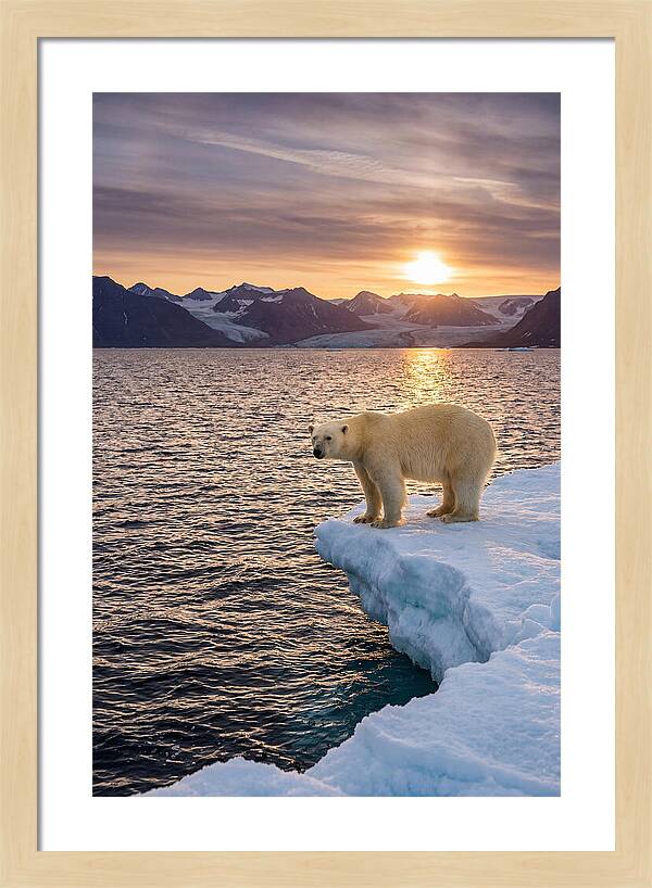 Polar Bear Under Midnight Sun