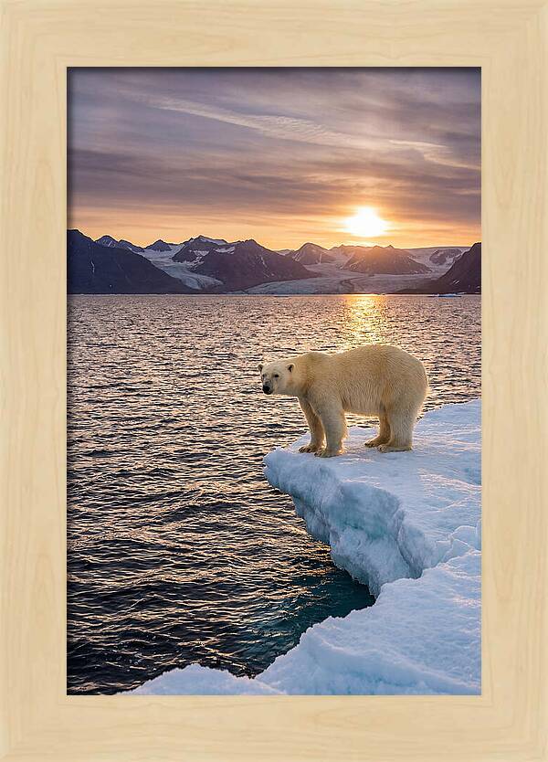 Polar Bear Under Midnight Sun