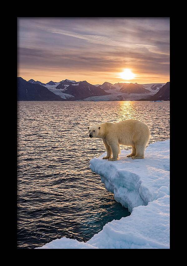 Polar Bear Under Midnight Sun