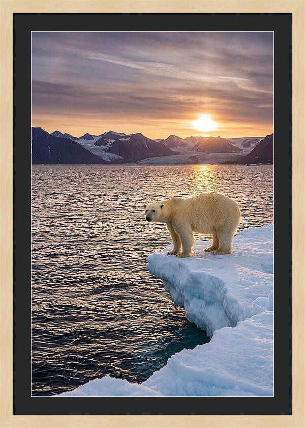 Polar Bear Under Midnight Sun