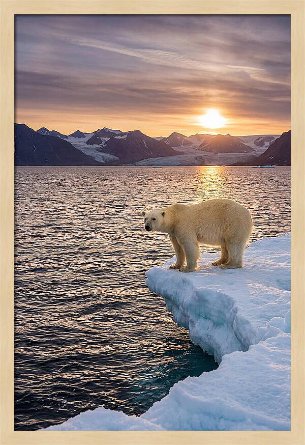 Polar Bear Under Midnight Sun