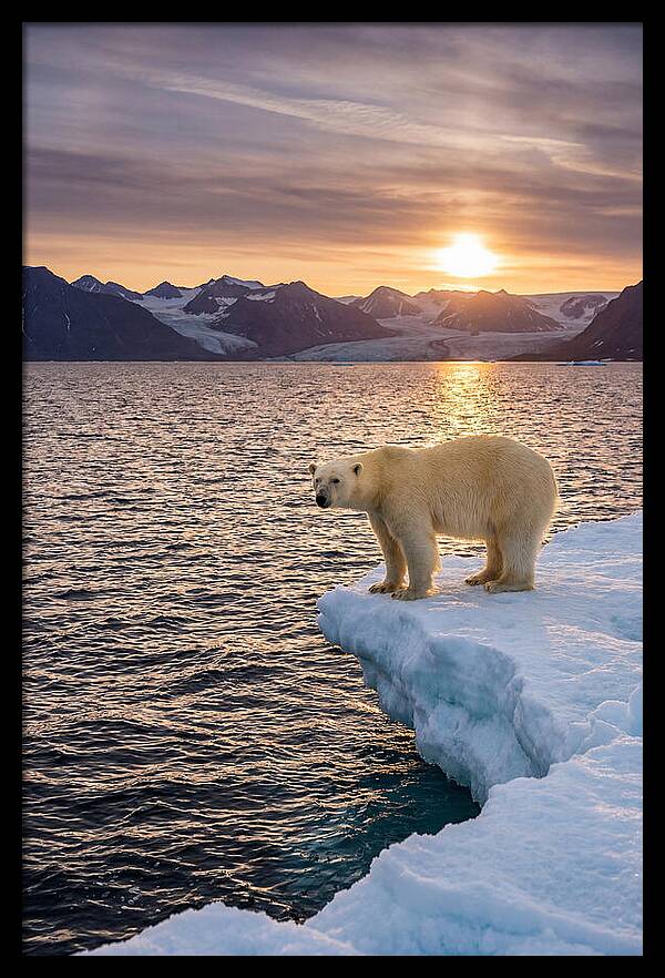 Polar Bear Under Midnight Sun